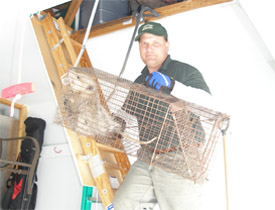 Critter Removal image